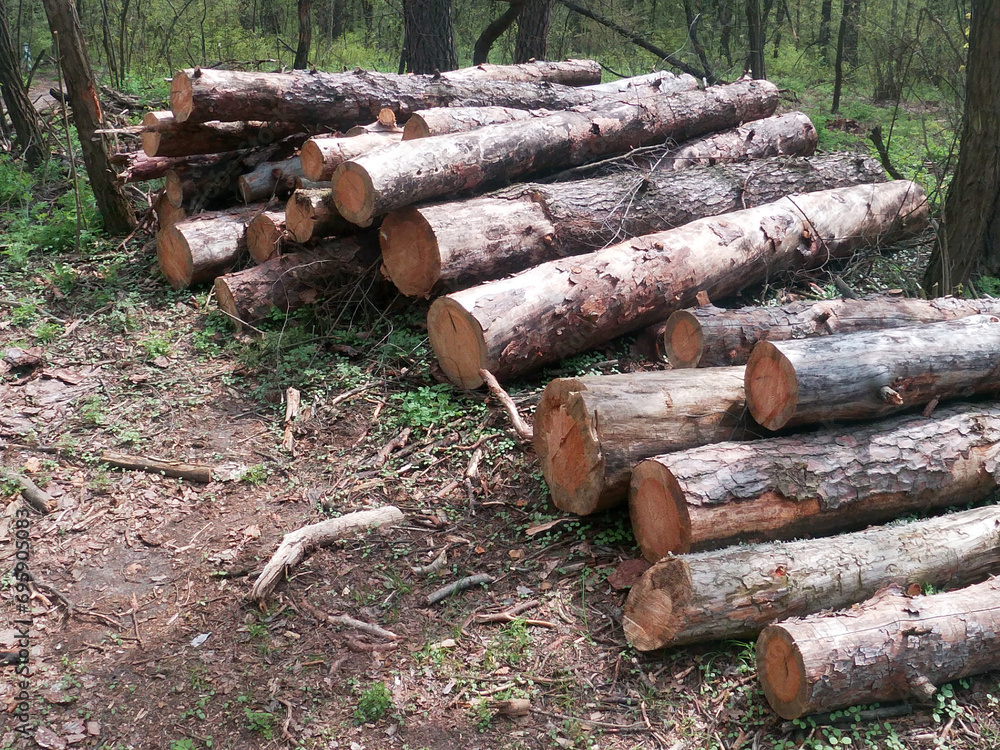 trees cut down in Partizanska Slava park in Kyiv, Ukraine