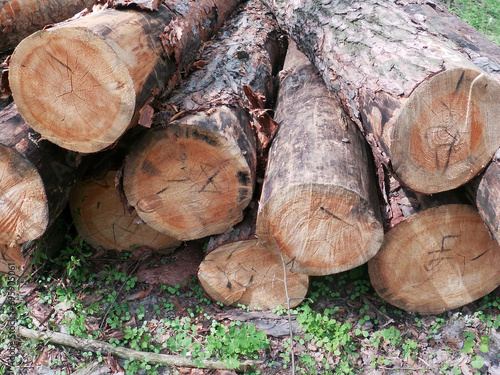 trees cut down in Partizanska Slava park in Kyiv, Ukraine photo