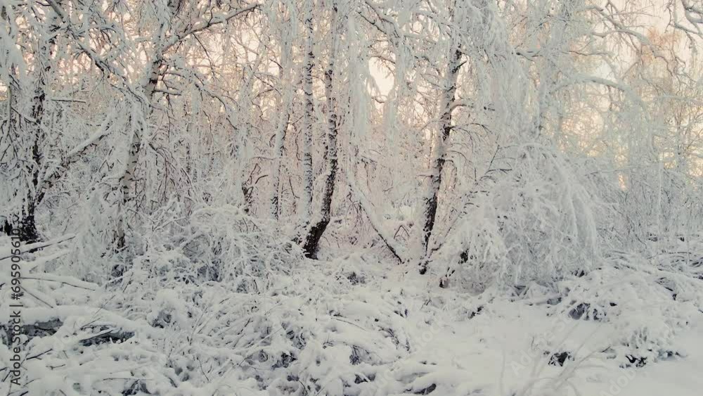 Flying a drone through the Arctic frozen forest in the snowy cold.Crystals of frozen snowflakes on branches in cold winter weather.A dormant forest in silence.Peaceful winter arctic forest during day Flying a drone through the Arctic frozen forest in the snowy cold.Crystals of frozen snowflakes on branches in cold winter weather.A dormant forest in silence.Peaceful winter arctic forest during day