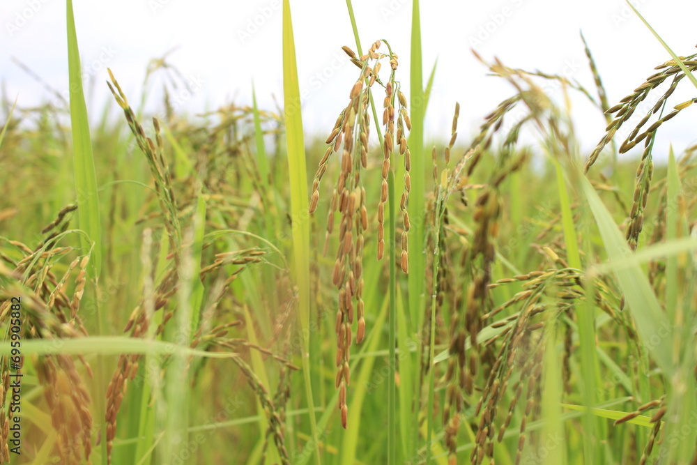 Fototapeta premium rice field