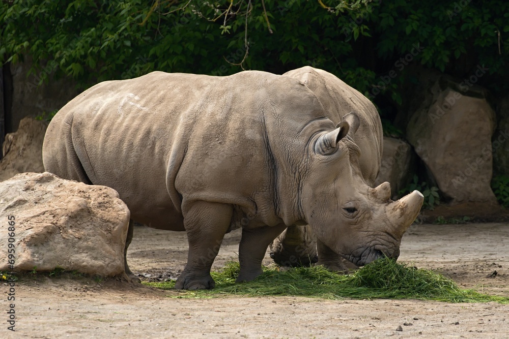Obraz premium rhino resting on a summer day