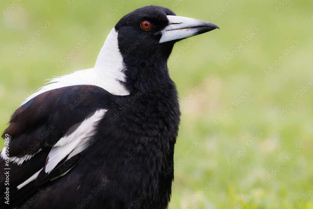 Fototapeta premium Australian Magpie (Gymnorhina tibicen) Profile on Phillip Island, Victoria, Australia.
