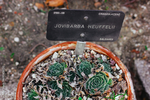 Jovibarba Heuffelii little green fresh plants with green leaves. Potted succulents in a clay pot. Succulent rosettes and plaque with a name of a plant photo