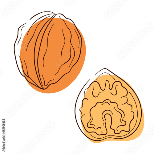 Walnut in line art style small collection. Set of nuts for design menu, cafe, package. Vector illustration isolated on a white background.