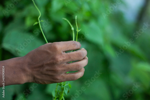 A man is holding a branch on a tree with his hands and a green background