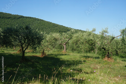 Olive trees near Isernia  Molise  Italy