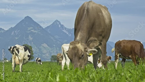 Wallpaper Mural Cattle cow grazing on farmland. Grazing Cows in a Meadow with Grass. Cows Herd on a Grass Field. Mature Cow in a Green Field. Cows Grazing in Natural Pasture. Farm animals. Cows and calves grazing. Torontodigital.ca