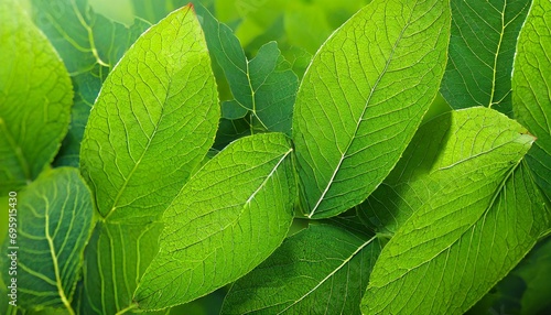 green foliage texture