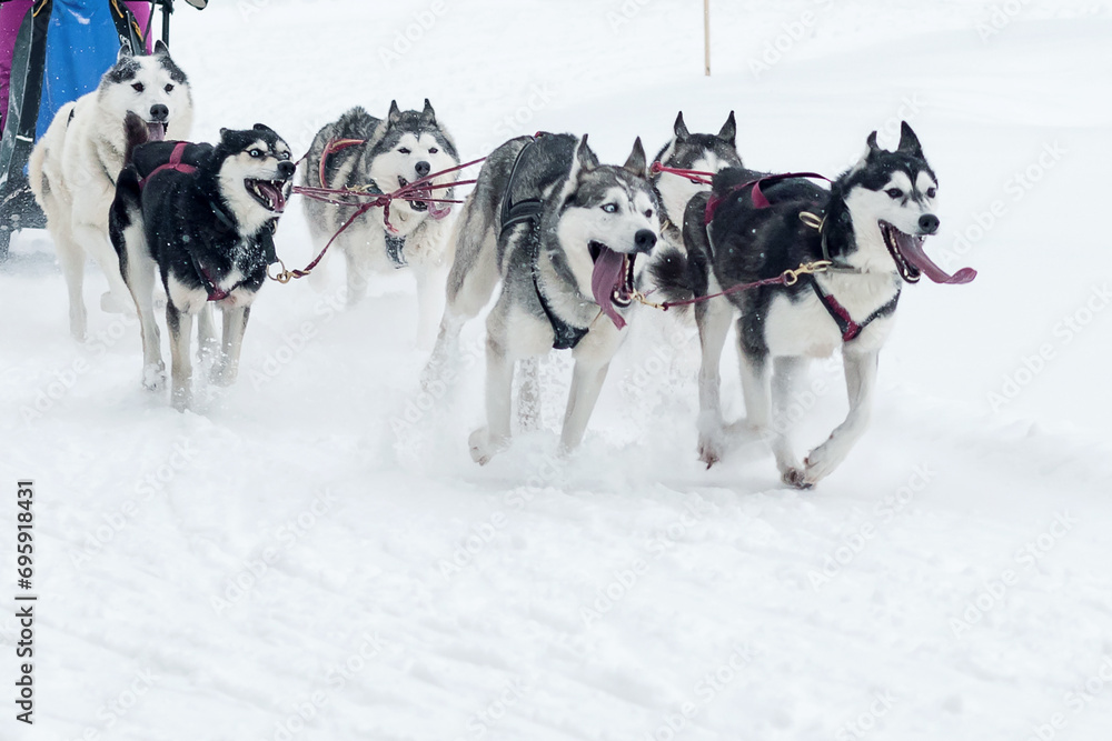 A group of sled dogs tied together runs through fresh snow in a forested area. A group of sled dogs tied together runs through fresh snow in a forested area.