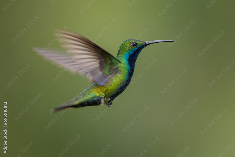 Fototapeta premium Black-throated Mango in flight and isolated against a green background