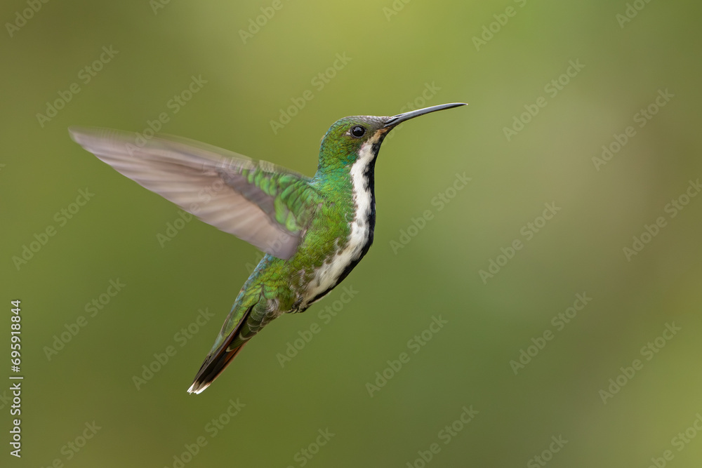 Fototapeta premium Black-throated Mango in flight and isolated against a green background