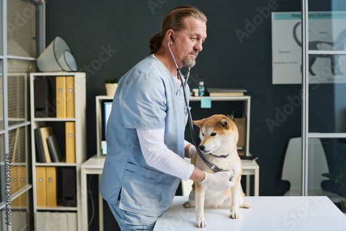 Middle-aged caucasian veterinarian listening to heartbeat of dog patient during checkup photo