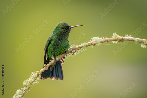Steely-vented hummingbird perched on a branch and sitting isolated against a green background
