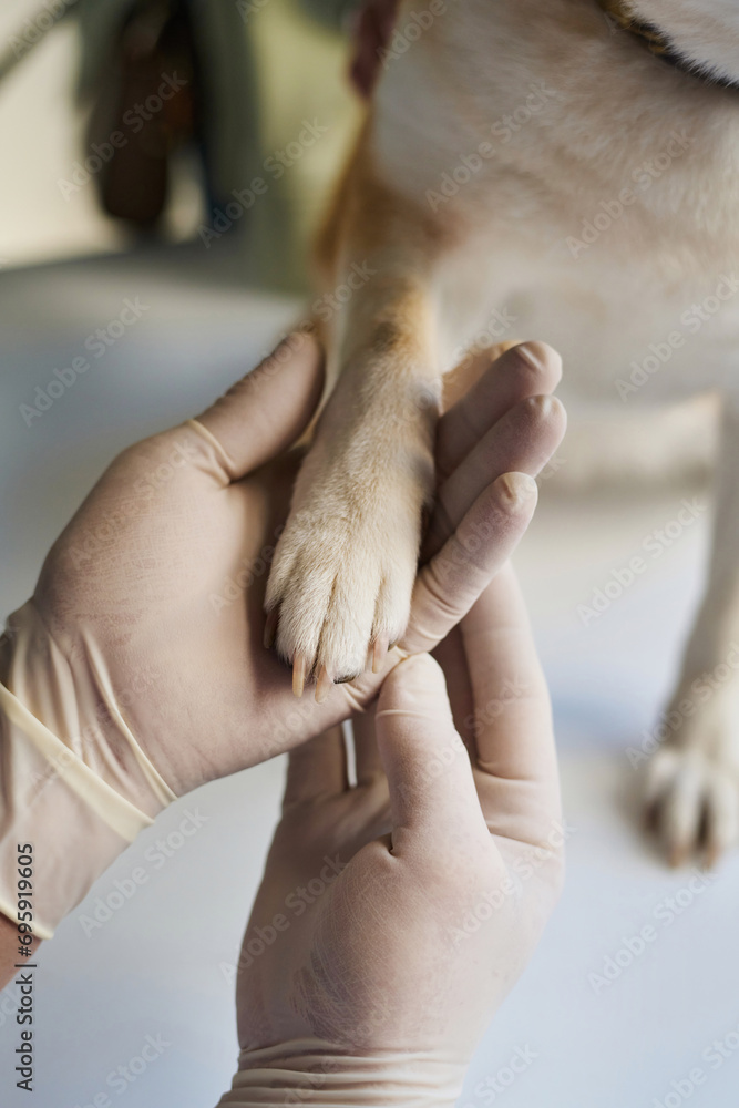 Closeup of hands of veterinarian carefully holding dog paw