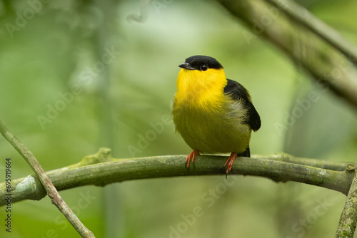 Golden-collared Manakin perched on a branch in the rainforest