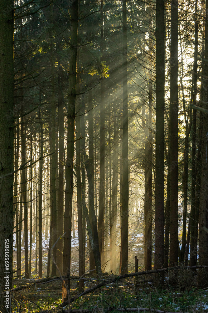 Obraz premium forest in the morning