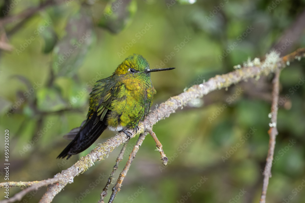 Golden-breasted Puffleg hummingbird perched on a branch