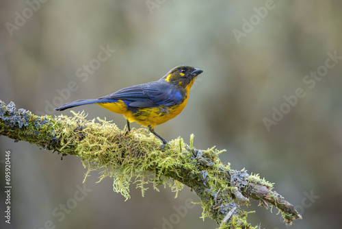 Lacrimose mountain tanager perched on a moss-covered branch