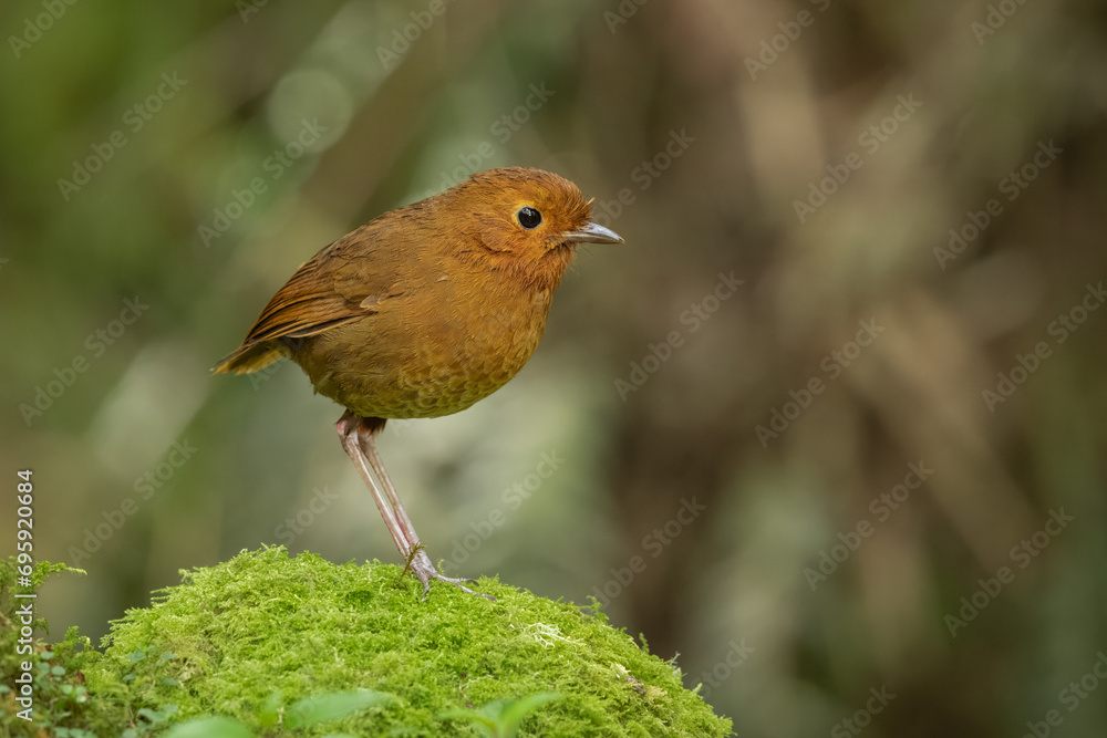 Fotografie Equatorial Antpitta perched on a moss-covered tree stump