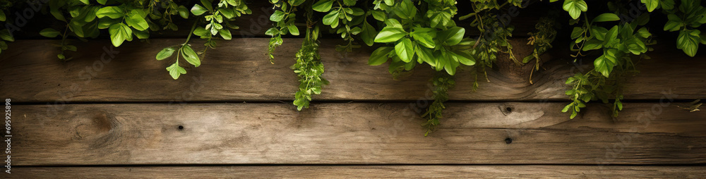 Home plants top view green leaves botanical spring plants gardening fresh ecological banner copy space wooden background floral design groing plants care herbs Home plants top view green leaves botanical spring plants gardening fresh ecological banner copy space wooden background floral design groing plants care herbs