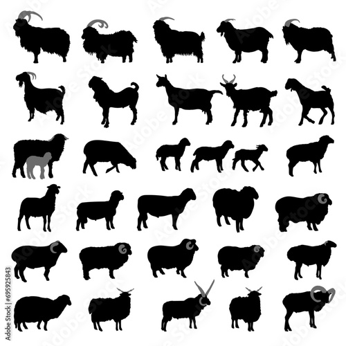 Goat and sheep breeds silhouettes. Vector illustration. photo