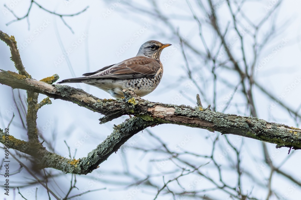 A fieldfare perching on a branch in the woodland on a winter day. Grey blue sky in the background.