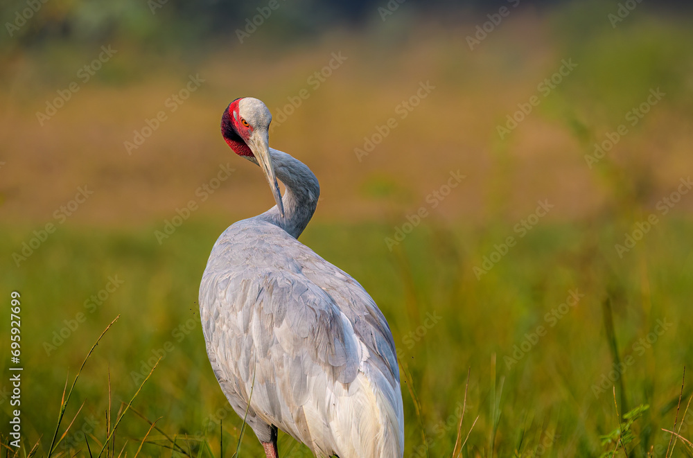 Fototapeta premium Sarus crane (Antigone antigone), Keoladeo Ghana National Park (Bharatpur Bird Sanctuary)