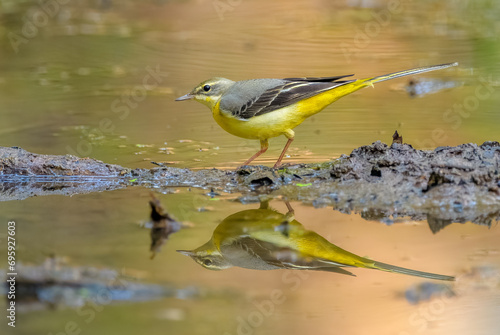 Grey wagtail (Motacilla cinerea), Keoladeo Ghana National Park (Bharatpur Bird Sanctuary) © Sunil Singh