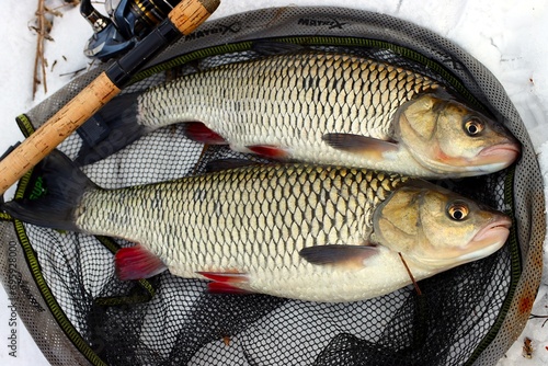 Plakat w ramie Kleń. Chub