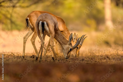 Indian gazelle, Ranthambore National Park