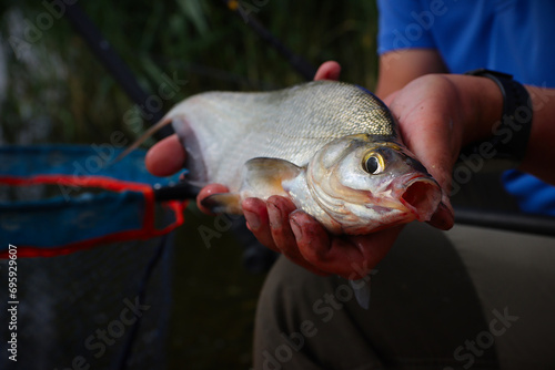 Plakat w ramie Skimmers. Bream.