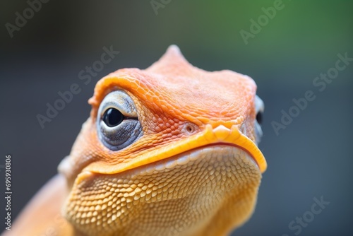 close-up of brown lizard puffing orange throat fan photo