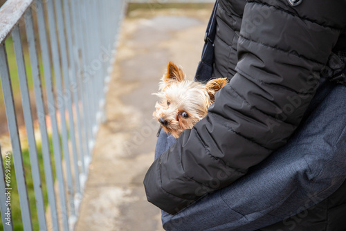 Little dog head peeking out of a bag, Yorkshire Terrier