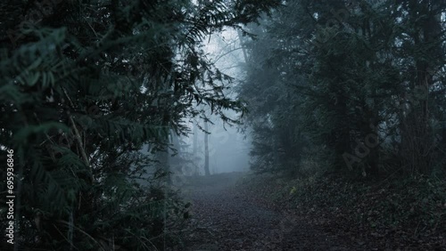 Rainy weather in the forest. Fog between the trees. A frozen web hangs on the Christmas tree. Dirt path in the forest on a foggy day. Dark epic forest.