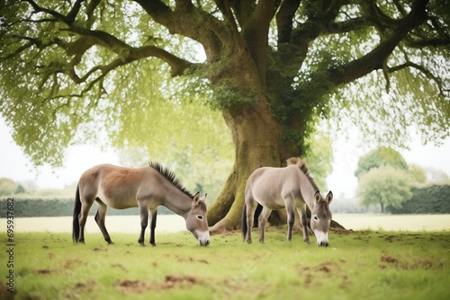 donkeys grazing quietly with a large sycamore tree backdrop