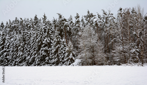 Snow covered pine trees in the country in Europe