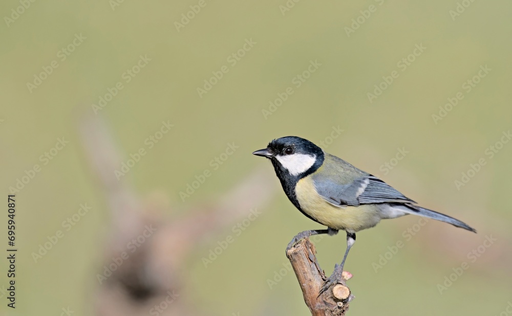 Great Tit (Parus major), Greece