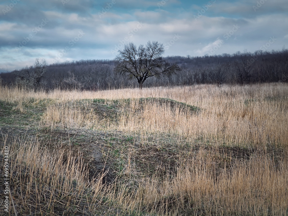 Bare seasonal nature scene with dry grass field and leafless trees. Idyllic rural landscape, late fall season, country hay meadow, peaceful view Bare seasonal nature scene with dry grass field and leafless trees. Idyllic rural landscape, late fall season, country hay meadow, peaceful view