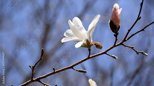 春風に揺れるコブシの花 photo