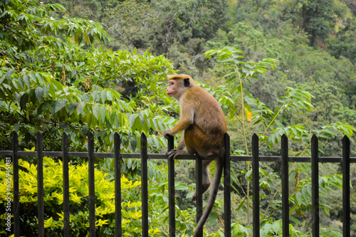 Canvas Print Curious Monkey Watching from the Fence