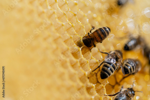 Working bees on honeycomb, closeup. Colony of bees in apiary. Beekeeping in countryside. Macro shot with in a hive in a honeycomb © OlegD