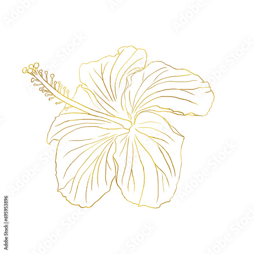 Gold foil tropical hibiscus flower. Chinese rose flower. Hand drawn vector line art illustration for logo, card or invite, tea herbs hibiscus tea. Isolated on white background