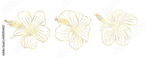 Gold foil tropical hibiscus flower set. Chinese rose flower. Hand drawn vector line art illustration for logo, card or invite, tea herbs hibiskus tea. Isolated on white background. photo