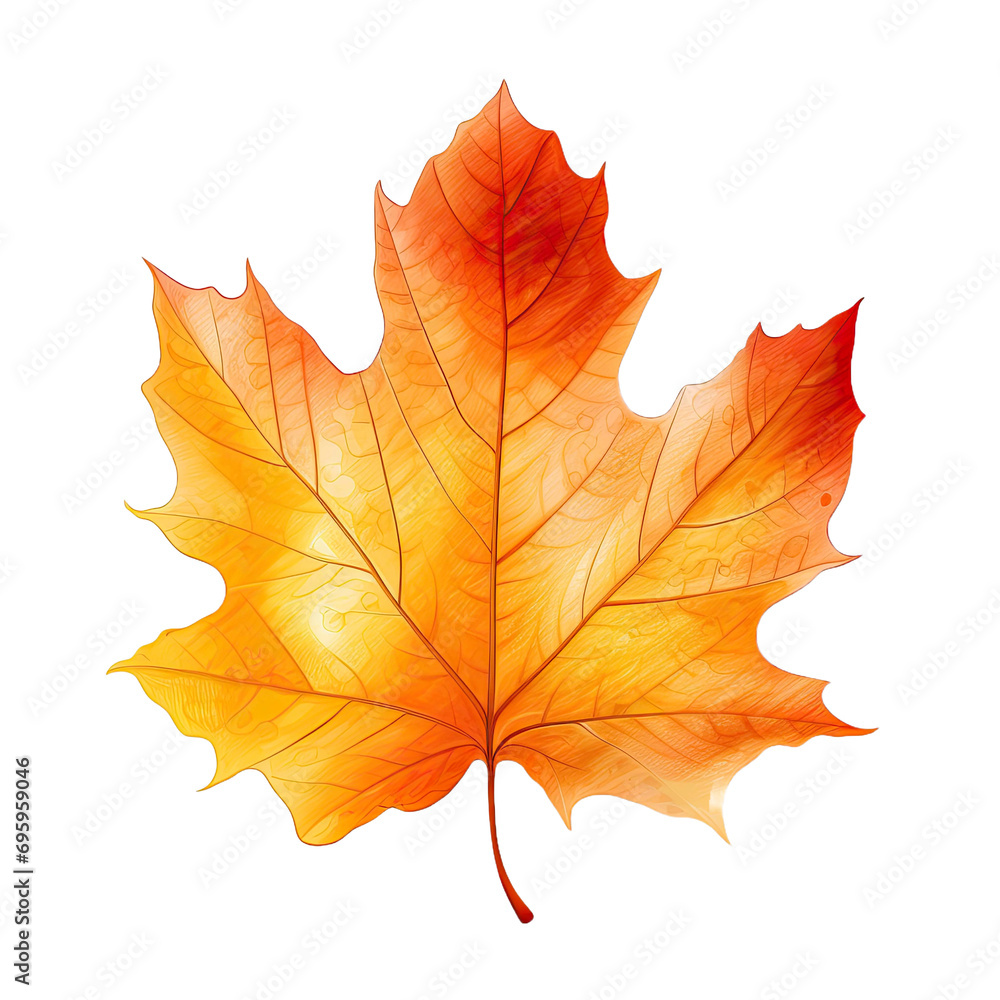 Autumn Leaf on transparent background Autumn Leaf on transparent background