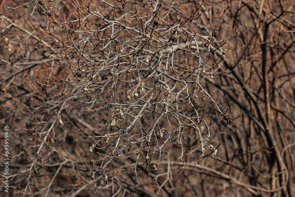 Fragment of a branch with buds of Rosa spinosissima in early spring, commonly known as the Rosa pimpinellifolia.
