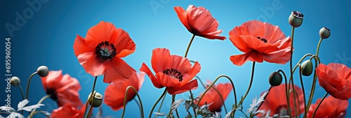 Red Poppy Flower Card On Blue, Background Image, Background For Banner, HD