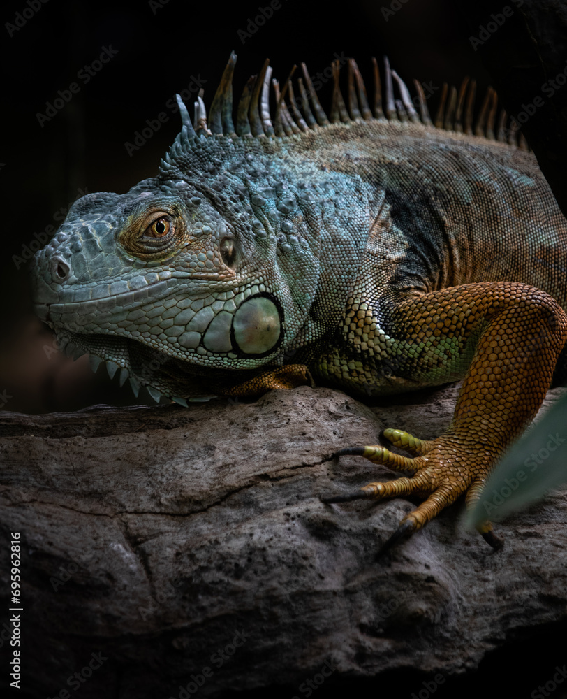 Green Iguana