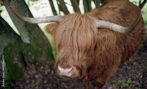 Highland Cattle