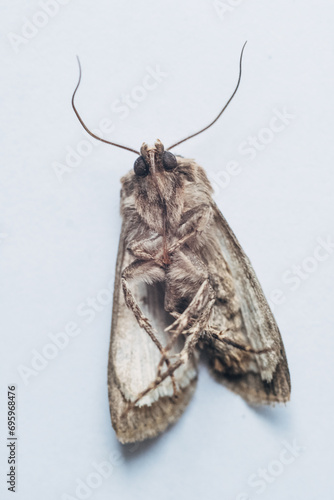 Macro Moth