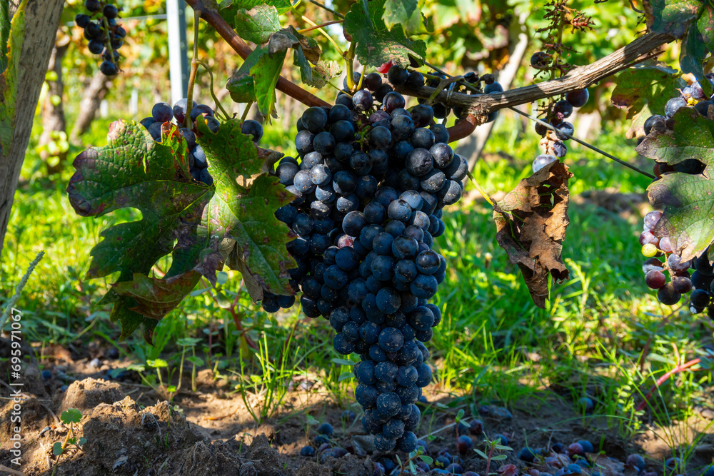 Fototapeta premium Merlot or Cabernet Sauvignon red wine grapes ready to harvest in Pomerol, Saint-Emilion wine making region, France, Bordeaux